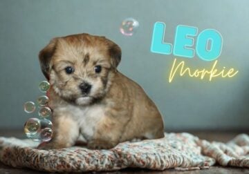 Leo Male Morkie