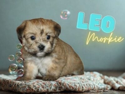 Leo Male Morkie