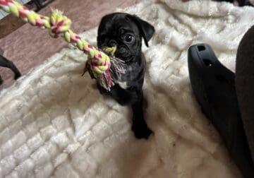 Alfie the Pug