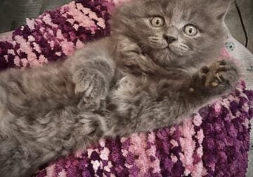 ONE REMAINING! Maine Coon Mix kittens