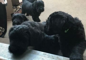 Giant Schnauzer puppies born April 28