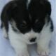 AKC Pembroke Welsh Corgi’s in WI
