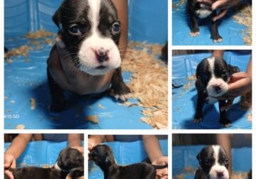 Pocket bully pups