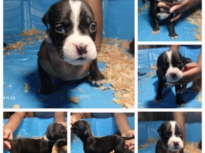 Pocket bully pups
