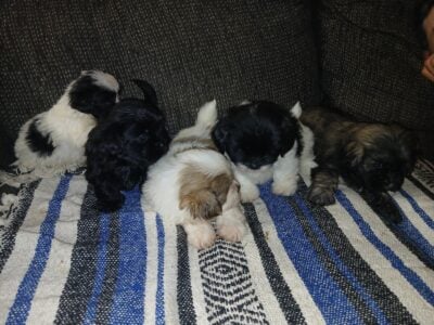 Puppies for sale