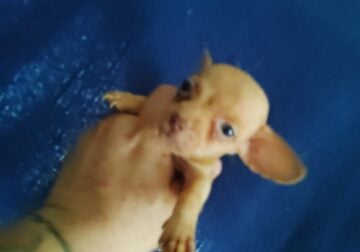 Tiny male Chihuahua puppy