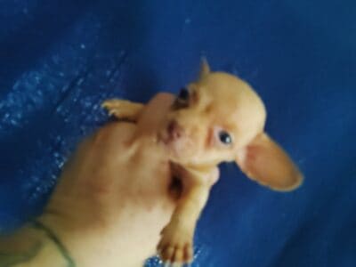 Very Tiny male Chihuahua puppy