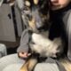 German Shepard X Boxer in need of home