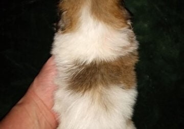 Pekingese