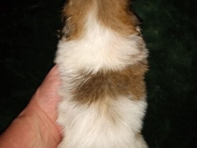 Pekingese