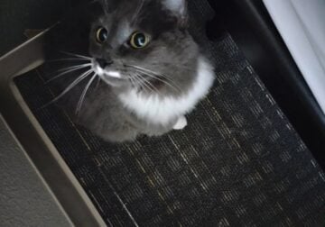 Cola 3 yr old cat