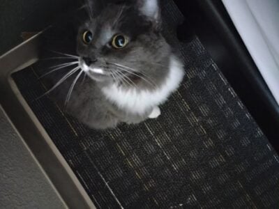 Cola 3 yr old cat