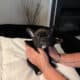 Alli & Gator’s Litter