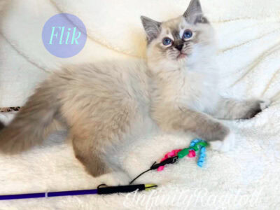 Handsome Ragdoll Kitten