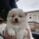 Pomeranian pup
