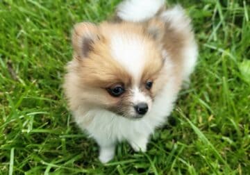 Pomeranian Male