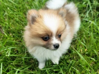 Pomeranian Male
