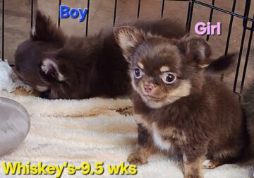 Whiskey’s Longcoat Chocolate Girl