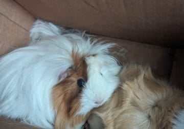 Two Male Guinea Pigs for Adoption