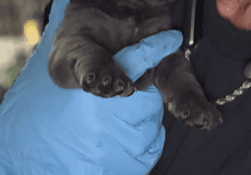 Full Blooded Blue and Black Cane Corso Puppys