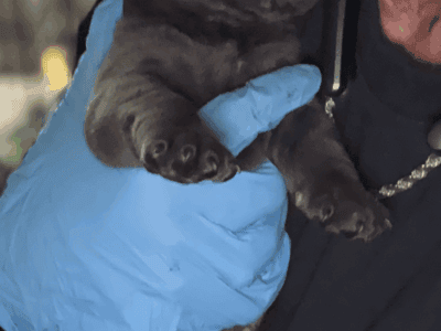 Full Blooded Blue and Black Cane Corso Pup  ...
