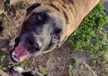Meet Boba – Looking for forever home