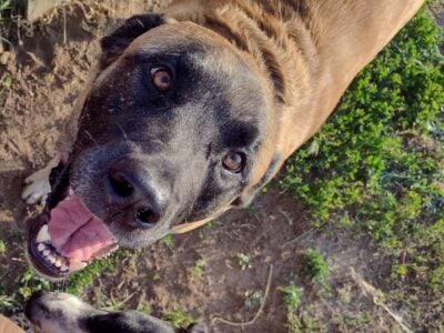 Meet Boba – Looking for forever home