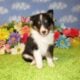 AKC Sheltie Puppies Ready Now Sable and Tricolor