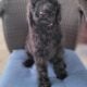 Adorable Labradoodle Puppies Ready Today!