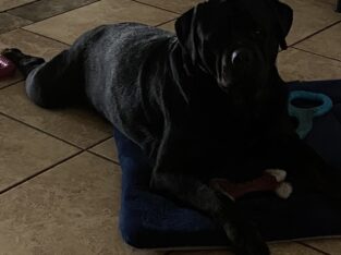 AKC registered German Rottweilers puppies for sale