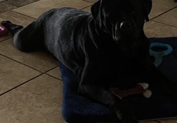 AKC registered German Rottweilers puppies for sale