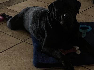 AKC registered German Rottweilers puppies for sale