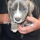 Puppies