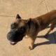 1 year old AKC registered female