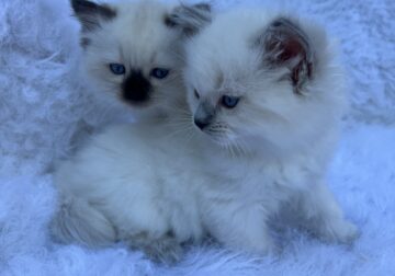 RAGDOLL KITTENS MALE AND FEMALE