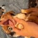 Peaches Unique Mini Weenies Dachshund Puppy