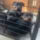 Rottweiler pups akc
