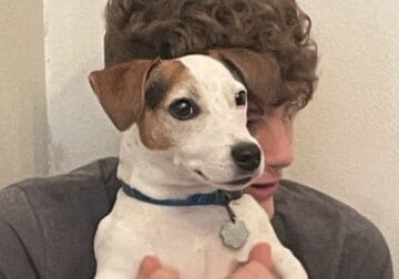 Jack Russell – Needs loving home