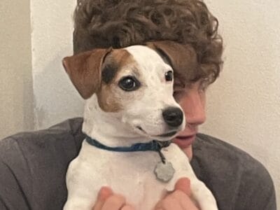Jack Russell – Needs loving home
