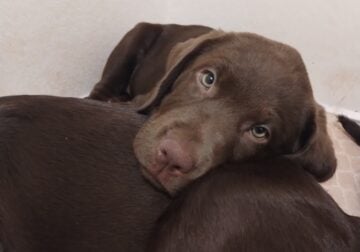 AKC Chocolate Labrador Retriever Puppies