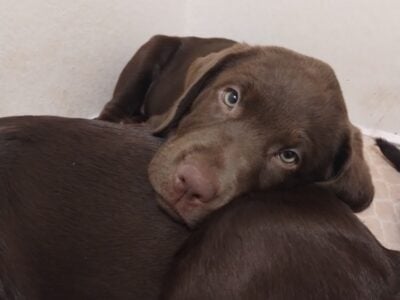 AKC Chocolate Labrador Retriever Puppies