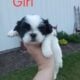 Shihtzu boys and girls all black and white