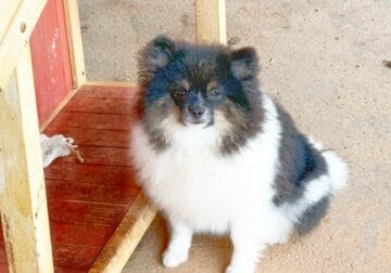 CKC Pomeranian PATCHES