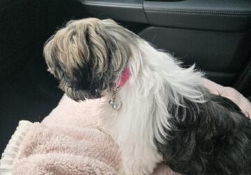 Shih Tzu Puppies looking for forever home