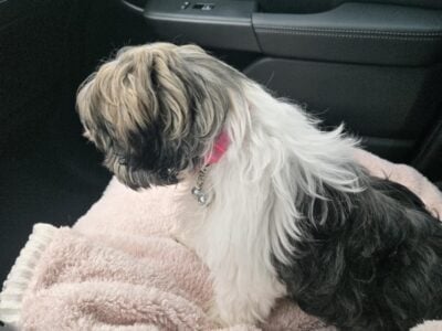 Shih Tzu Puppies looking for forever home