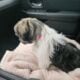 Shih Tzu Puppies looking for forever home