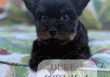 AKC yorkshire terrier yorkie puppies
