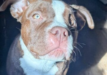American Bully Puppy For Sale