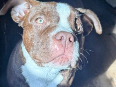 American Bully Puppy For Sale