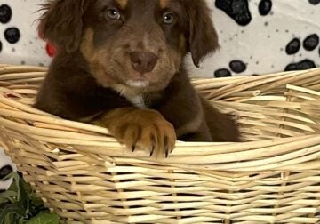 AKC/ ASCA Australian Shepherd female puppy
